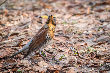 Wood bird Fieldfare, Turdus pilaris, on a sprng lawn.