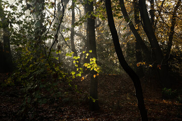 Foggy Forest, Illuminated by Sunbeams
