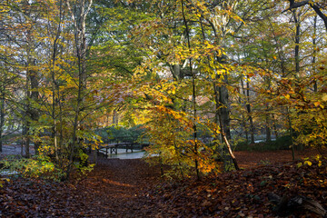 Autumnal Stroll Through a Golden Forest