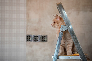 The house is being renovated, wallpaper is being glued. a beautiful red cat sits on the stairs and looks at the walls