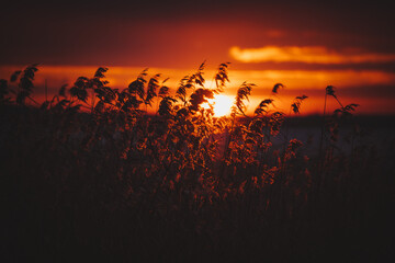 Sunset  in  nature