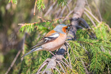 Common chaffinch, Fringilla coelebs, sits on a branch in spring on green background. Common chaffinch in wildlife.