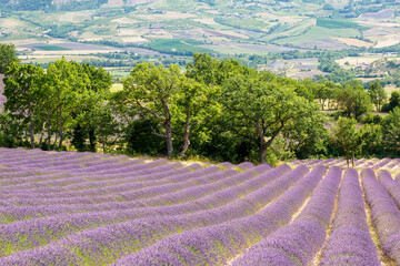 Naklejka na ściany i meble Lavender field in Valensole in Provence at the end of the day