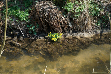 creek with clear water is habitat for animals