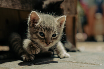 Newborn kittens playing with each other