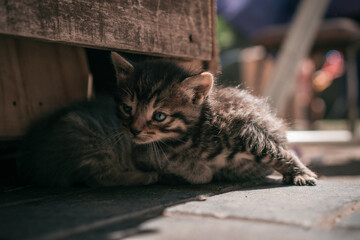 Newborn kittens playing with each other