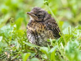 A fieldfare chick, Turdus pilaris, has left the nest and sitting on the spring lawn. A fieldfare...