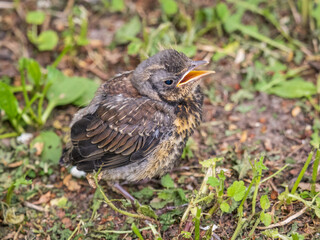 A fieldfare chick, Turdus pilaris, has left the nest and sitting on the spring lawn. A fieldfare chick sits on the ground and waits for food from its parents.