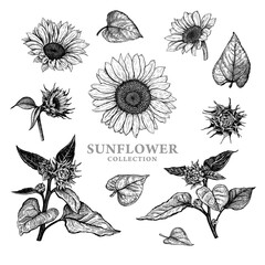 Set of hand drawn luxurious Sunflowers. Vector illustration of plant elements for floral design. Black and white sketch of wildflowers isolated on a white background. Beautiful bouquet of Helianthus