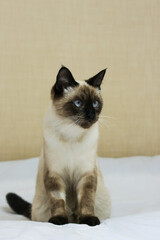 Fluffy Siamese cat with blue eyes sitting on the couch against a beige background. Vertical image.