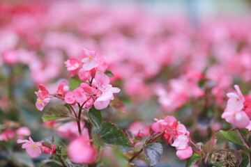 pink begonia, flowers blossoming in the park.