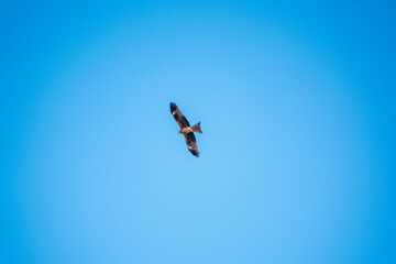 The bird of prey Black Kite flying in blue Sky