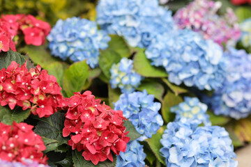 Colorful hydrangea flower garden , nature concept