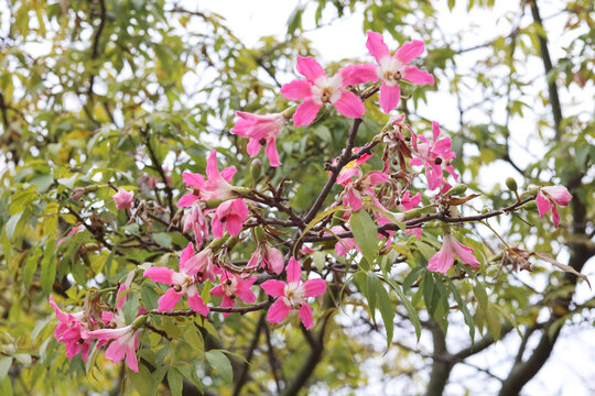 pink large flowers Chorisia or Ceiba speciosa growing on a tree