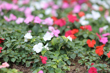 a flower bush blooming show off the beauty of nature background.