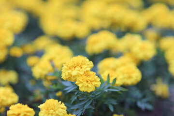 Beautiful Marigold flowers in the garden close up.