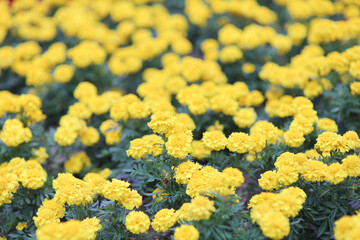 Beautiful Marigold flowers in the garden close up.