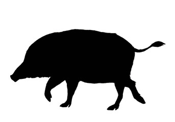 Silhouette of walking wild boar isolated 