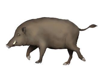 Illustration of walking wild boar isolated 