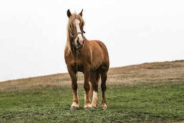 Obraz premium A mature brown horse walks on the green lawn of a farm.