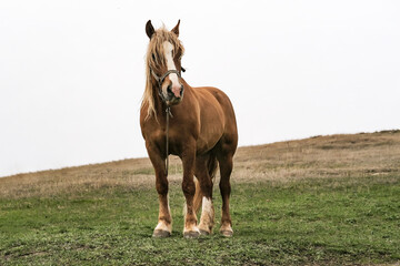 A mature brown horse walks on the green lawn of a farm.