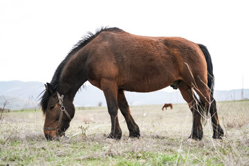 Obraz premium A beautiful thoroughbred horse eats grass on a green lawn in the sunset.