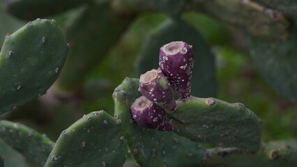 Sabra cactus plant, Israel. Opuntia cactus with large flat pads and red thorny edible fruits. Prickly pears fruit