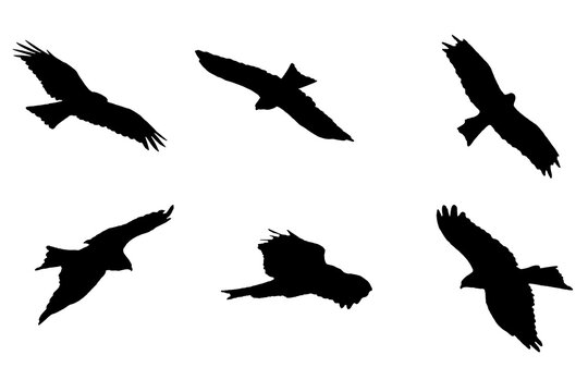 Bird in flight silhouettes illustration. Collection of bird eagle silhouettes in different positions, Set of silhouettes of birds, Eagle Silhouettes illustration.