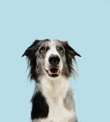 Portrait merle border collie dog looking at camera with happy expression face. Isolated on blue pastel background