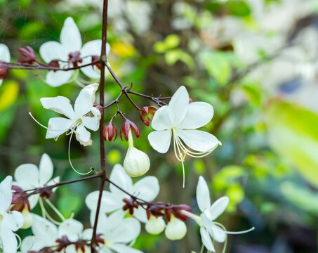 nodding cleridendron white  Flowering in a bouquet at the top or at the end of the branch. The red bell-shaped flower base has 5 white petals. is a small shrub  Flowering during June-December.