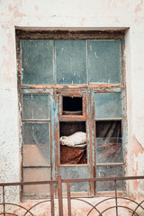 Kitten sleeps on an old wooden window