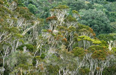 Foret primaire, Parc national de Andohahela, Madagascar