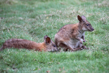 wallabies in a zoo in australia