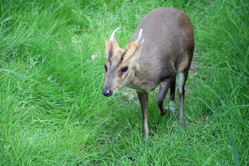 muntjac in a zoo in france 