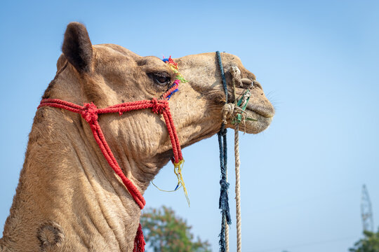 isolated camel head shot close up from flat angle with bright sky background