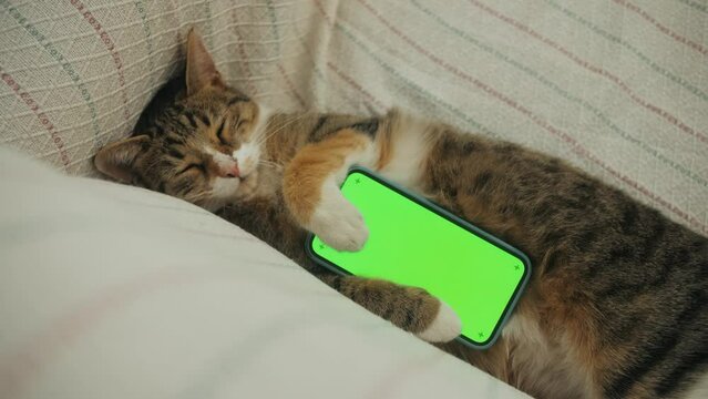 Domestic cat with a smartphone sleeping on sofa in living room. Concept of green screen chroma key.