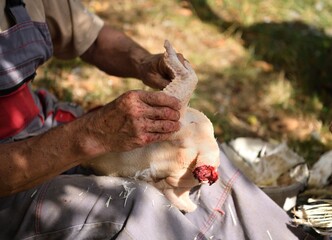 Peeling chicken from feathers by hand in the village