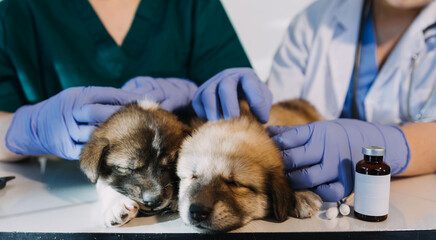 Checking the breath. Male veterinarian in work uniform listening to the breath of a small dog with a phonendoscope in veterinary clinic. Pet care concept