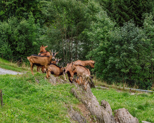 Mountain Goats in the Austrian Alps, Grossarl, Salzburg, Austria.