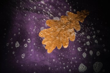 Autumn leaf on glass - drops and streaks of water on the surface. Photography overlays- clipart