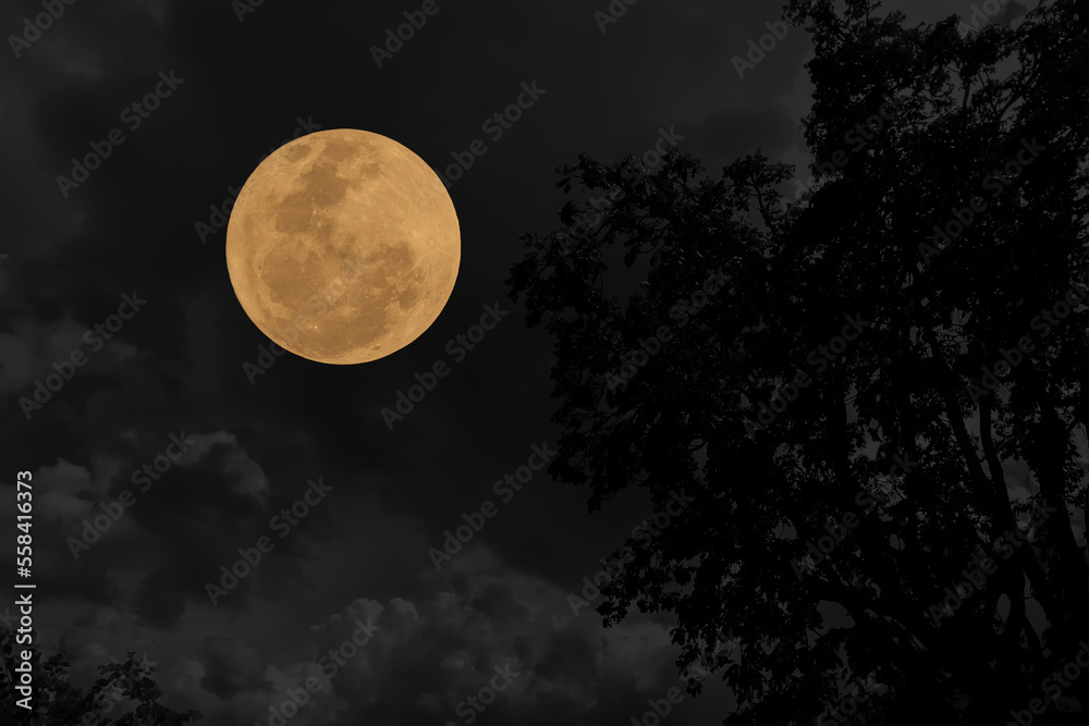 Wall mural full moon on sky with tree branch silhouette in the night.