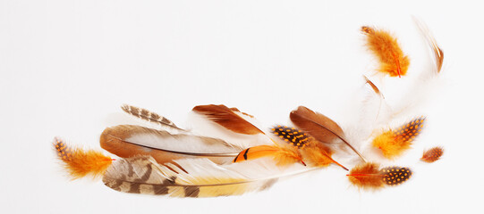 Fototapeta na wymiar beautiful bird feather on white background
