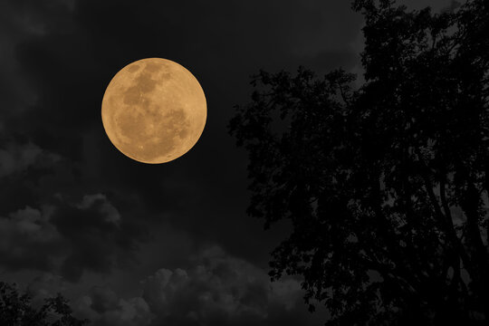 Full moon on sky with tree branch silhouette in the night.