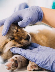 Checking the breath. Male veterinarian in work uniform listening to the breath of a small dog with a phonendoscope in veterinary clinic. Pet care concept