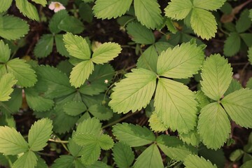 green leaves background