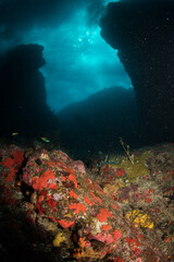 Fototapeta na wymiar Underwater scenery off the Dutch Caribbean island of Sint Maarten