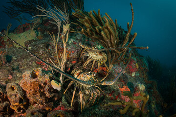 Lobsters on the reef off the Dutch Caribbean island of Sint Maarten