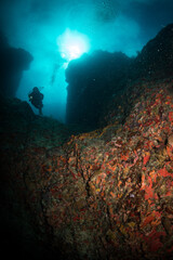 Fototapeta na wymiar Underwater scenery off the Dutch Caribbean island of Sint Maarten