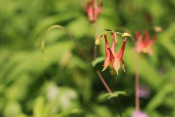 red and yellow flower