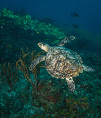 Turtle on the reef off the Dutch Caribbean island of Sint Maarten